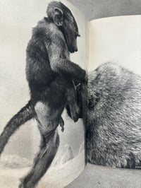 Image 9 of Animal Copulation - Tokumitsu Iwago