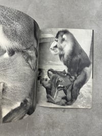 Image 12 of Animal Copulation - Tokumitsu Iwago