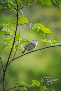 Image 2 of Warbling Vireo