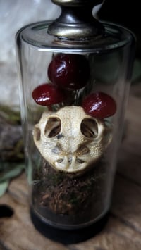 Image 1 of Horned Frog Skull and Mushroom Glass Vial