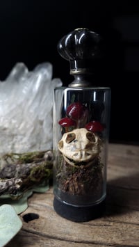 Image 2 of Horned Frog Skull and Mushroom Glass Vial