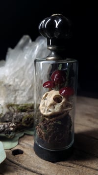 Image 3 of Horned Frog Skull and Mushroom Glass Vial