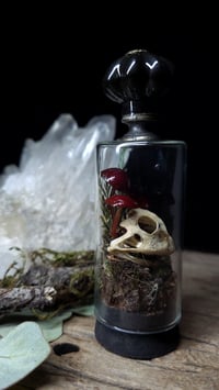 Image 5 of Horned Frog Skull and Mushroom Glass Vial