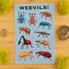 Weevils! Sticker Sheet