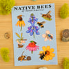 Native Bees of North America Sticker Sheet