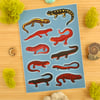 Salamanders of California Sticker Sheet