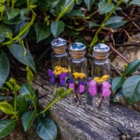 Image 5 of Butterfly (Simple) - Message in a Bottle