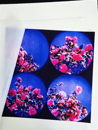 Image 2 of MOON LANDSCAPES CAMELIA II