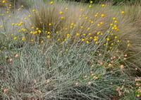 Image 4 of Pycnosorus globosus - Billy buttons (Drumsticks)