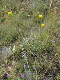 Image 5 of Pycnosorus globosus - Billy buttons (Drumsticks)