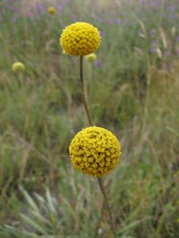 Image 1 of Pycnosorus globosus - Billy buttons (Drumsticks)