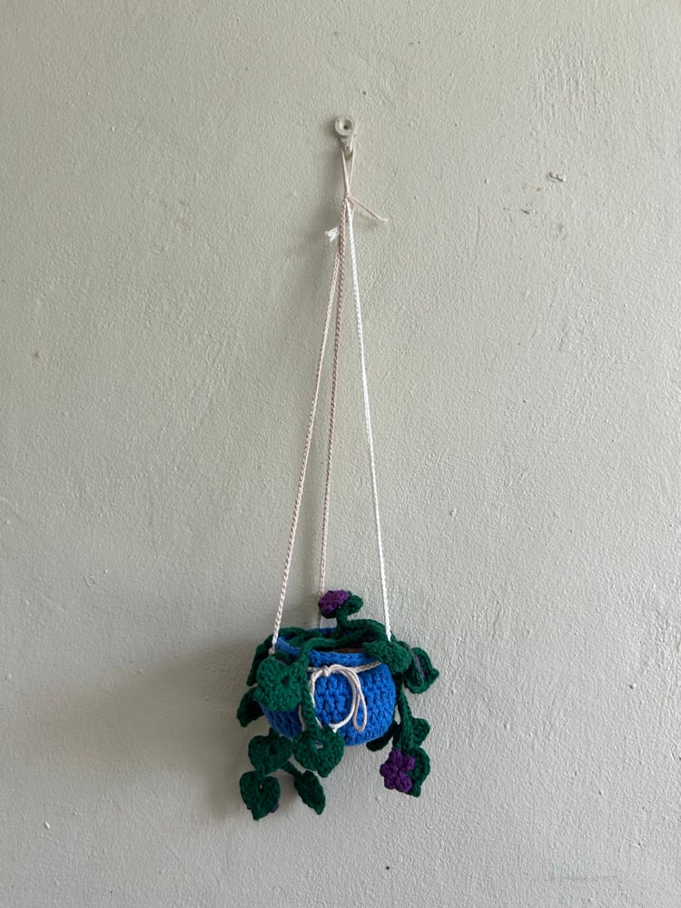 Image of ✧Hanging Bellflower Plant