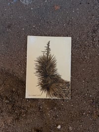 Image 2 of Joshua Tree Study 2