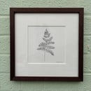 Image 1 of £50 originals - Fern , pointillism