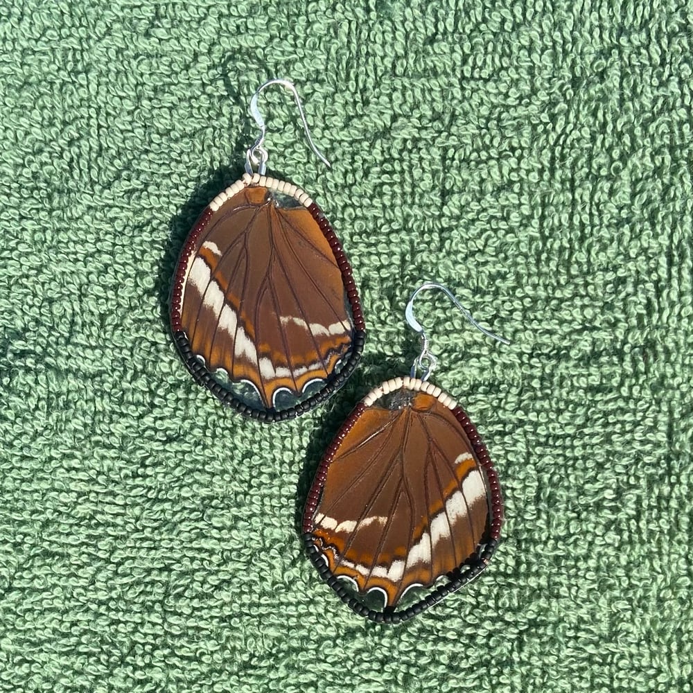 Image of Siproeta epaphus Wing Earrings