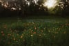 Wildflower Minis