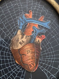 Image 3 of ANTIQUE ANATOMICAL COLLECTION - Preserved web  - 1