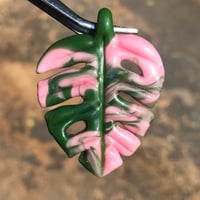 Image 3 of  Pink Variegated Monstera Leaf