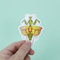 Image 2 of CUSTOM SHAPE 