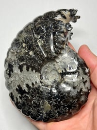 Image 8 of Black Ammonite Fossil With Pyrite #2439