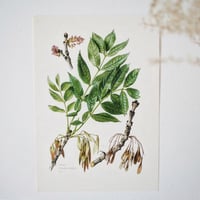 Image 4 of Planches De Botanique Tilleul, Erable, Frêne & Marronnier