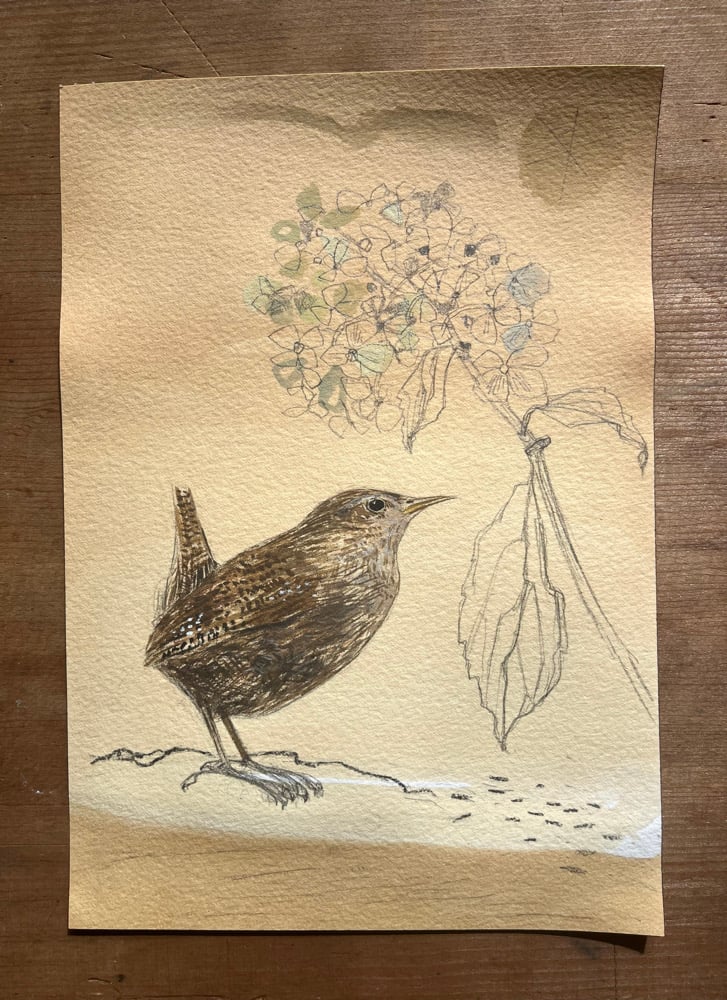 Image of Wren and hydrangea 