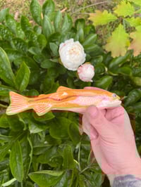 Image 4 of Palomino Trout