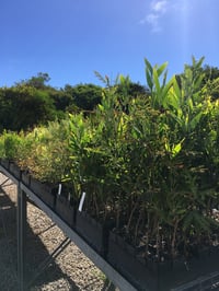 Image 2 of Acacia melanoxylon - Blackwood