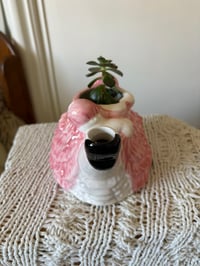 Image 4 of Melaco Echeveria in Dancing Lady Pitcher