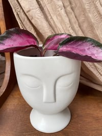 Image 1 of Rose Painted Calathea in White Head Pot