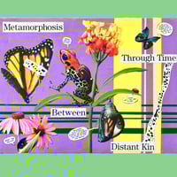 Image 1 of Metamorphosis Through Time Between Distant Kin
