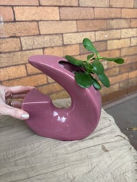 Image 3 of Jade Plant in Purple Geometric Pot