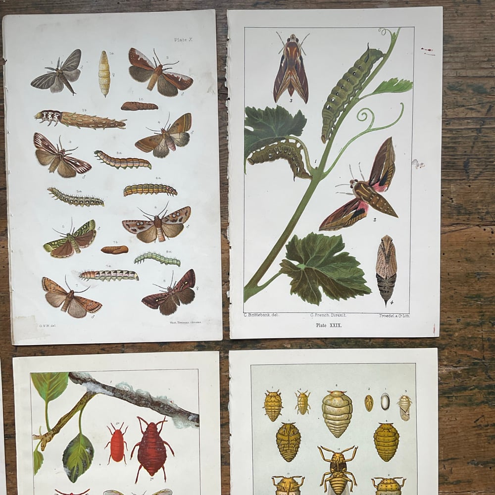 Image of Bug Pictures 