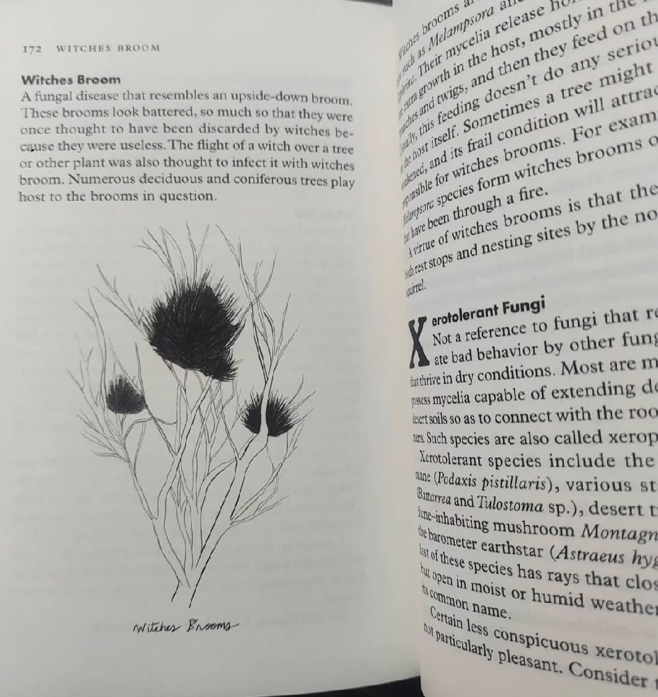 Fungipedia – A Brief Compendium of Mushroom Lore, by Lawrence Millman