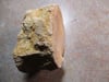 Marked Down: Dinosaur-Like Giants of the Oceans, Mososaur Fossil Vertebra