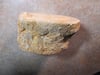 Marked Down: Dinosaur-Like Giants of the Oceans, Mososaur Fossil Vertebra