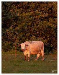 PRINT: CORNISH COW