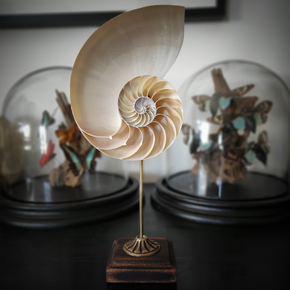 Image of Nautilus shell