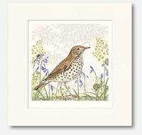 Image 4 of HAND DRAWN SONG THRUSH SIGNED ART PRINT