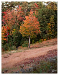 PRINT: ARROWHEAD FOLIAGE