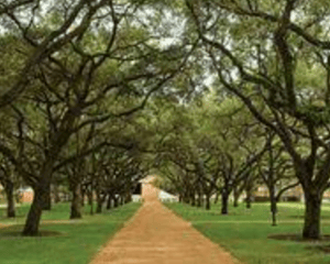 Image of Rice University Signature Session