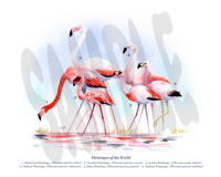 Image 1 of Flamingos Print