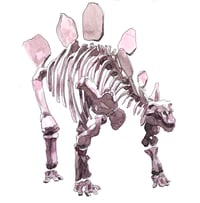 Image 1 of Stegosaurus Skeleton