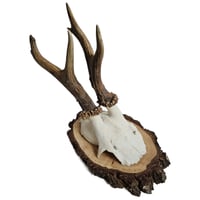 Image 1 of Vintage Wood Mounted Roe Deer Antlers F