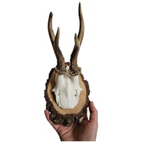 Image 2 of Vintage Wood Mounted Roe Deer Antlers F