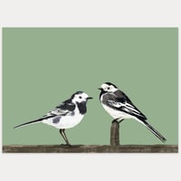 Alright bird - Wagtails