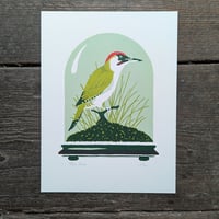 Green Woodpecker