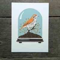 Wood Thrush