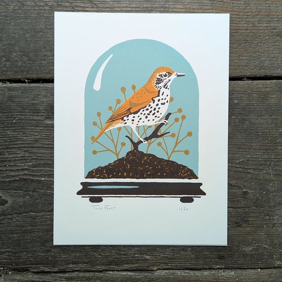 Image of Wood Thrush