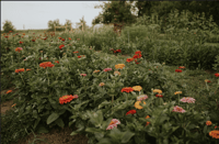 Image 1 of FLOWER FARM MINI RETAINER